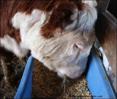 Building a Market for Farm-Raised Meats: A Personal Story