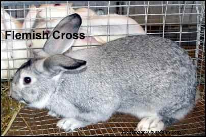 Rabbit Farming: A Beginner s Guide to Raising Healthy Rabbits