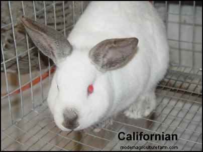 Rabbit Farming: A Beginner s Guide to Raising Healthy Rabbits