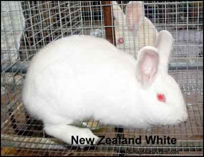 Rabbit Farming: A Beginner s Guide to Raising Healthy Rabbits