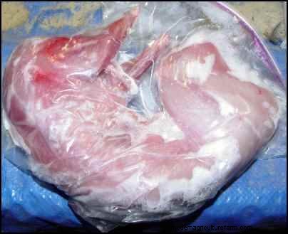 Rabbit Farming: A Beginner s Guide to Raising Healthy Rabbits