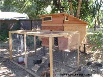 Backyard Chickens: A Beginner s Guide to Raising Happy, Healthy Birds