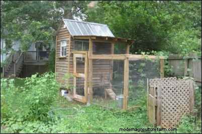 Backyard Chickens: A Beginner s Guide to Raising Happy, Healthy Birds