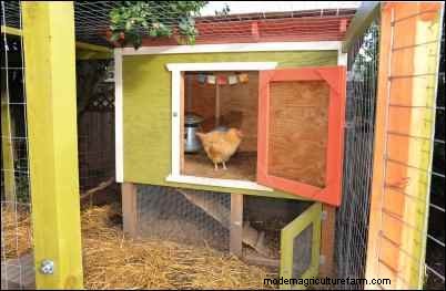 Backyard Chickens: A Beginner s Guide to Raising Happy, Healthy Birds