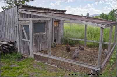 Backyard Chickens: A Beginner s Guide to Raising Happy, Healthy Birds