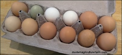Boost Your Homestead Income: A Guide to Poultry Farming