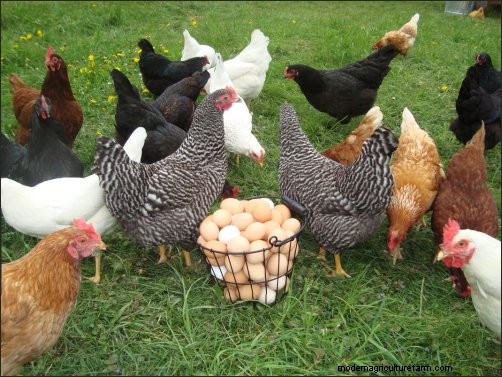 Boost Your Homestead Income: A Guide to Poultry Farming
