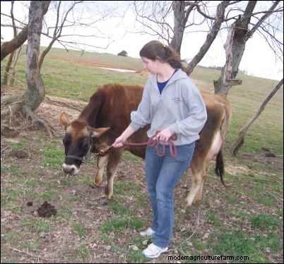 Home Milking: A Realistic Look at Dairy Farming for Families