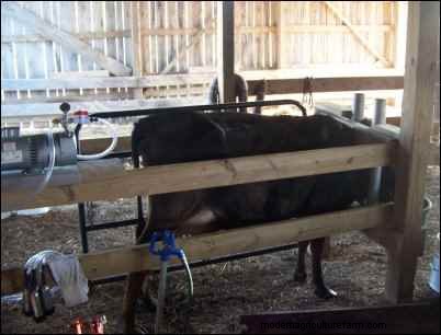 Home Milking: A Realistic Look at Dairy Farming for Families