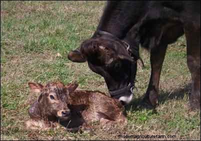 Home Milking: A Realistic Look at Dairy Farming for Families