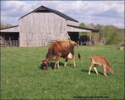 Home Milking: A Realistic Look at Dairy Farming for Families