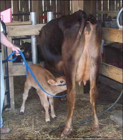 Home Milking: A Realistic Look at Dairy Farming for Families