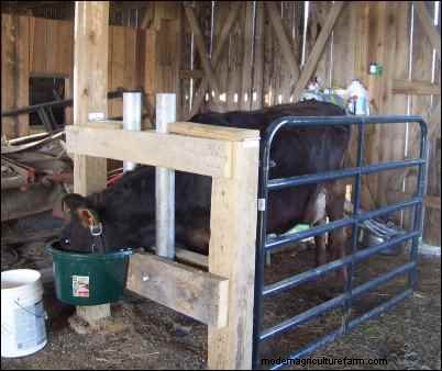 Home Milking: A Realistic Look at Dairy Farming for Families