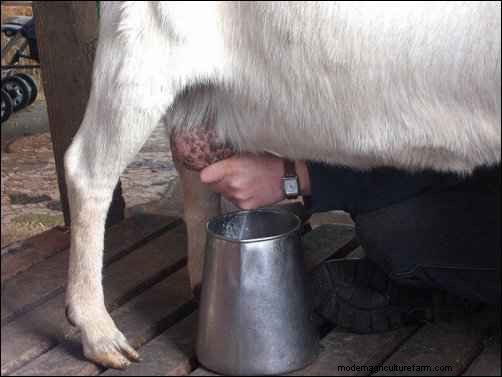 Goat Milk Recipes & Products: Delicious Uses for Goat Milk
