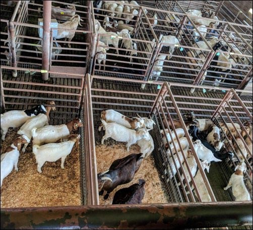 Selling Goat Meat Online: A Beginner s Guide to Success