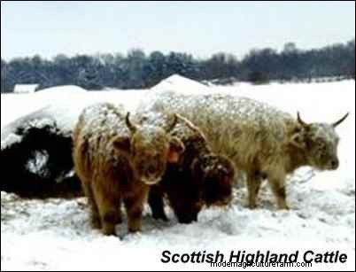 Choosing Heritage Breeds for a Successful Homestead