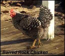 Choosing Heritage Breeds for a Successful Homestead