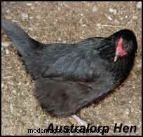 Choosing Heritage Breeds for a Successful Homestead