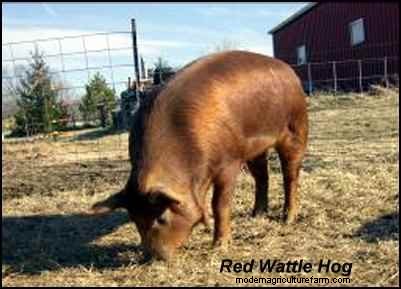 Choosing Heritage Breeds for a Successful Homestead