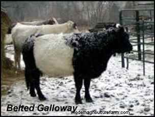 Choosing Heritage Breeds for a Successful Homestead
