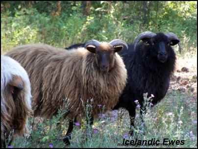 Choosing Heritage Breeds for a Successful Homestead