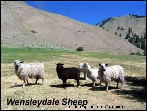 Choosing Heritage Breeds for a Successful Homestead