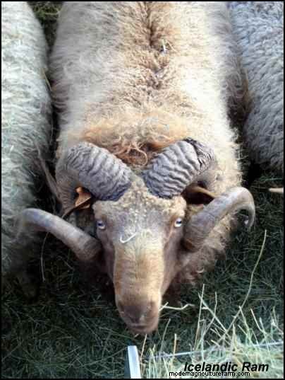 Choosing Heritage Breeds for a Successful Homestead