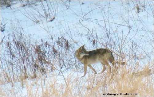 Coyote Attacks on Livestock: Prevention & Protection