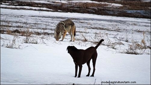 Coyote Attacks on Livestock: Prevention & Protection