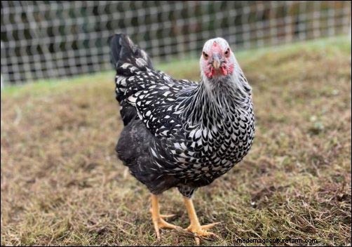Understanding Chicken Flight: Can Chickens Really Fly?
