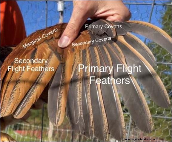 Understanding Chicken Flight: Can Chickens Really Fly?