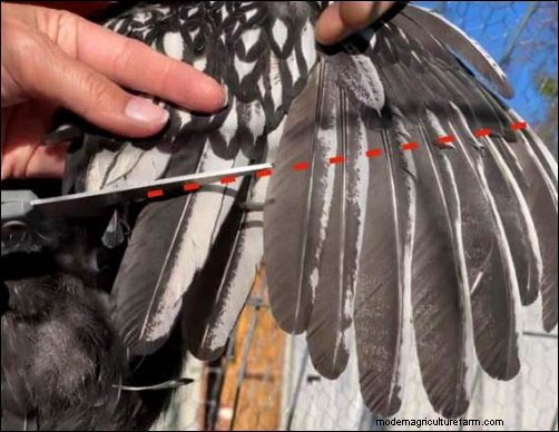 Understanding Chicken Flight: Can Chickens Really Fly?
