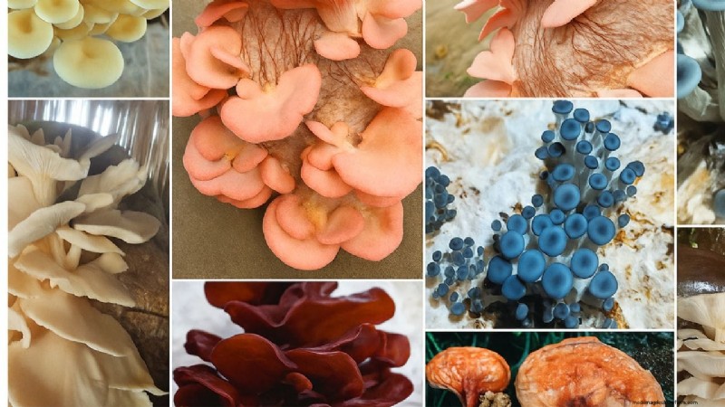 Rainbow Mushroom Farming: A Profitable & Sustainable Guide