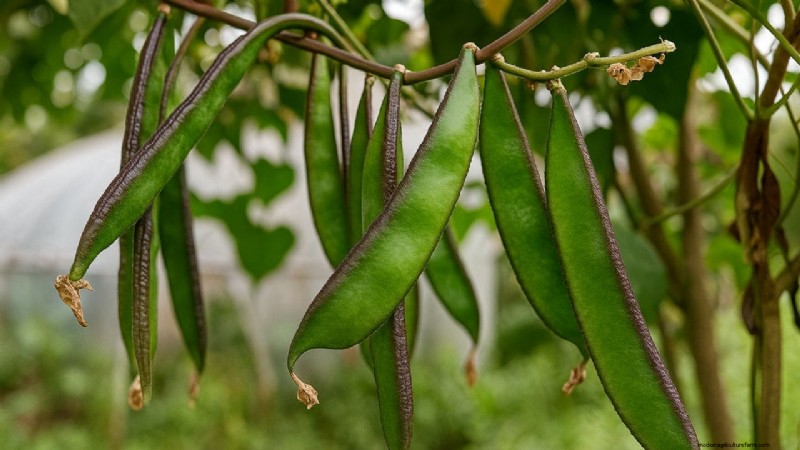 Lablab Bean: Cultivation, Benefits & Profitability for Farmers