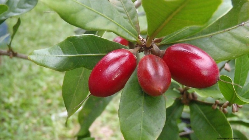 Miracle Fruit (Synsepalum dulcificum): A Novel Crop for Farmers