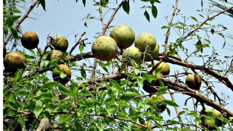 CISH Bael-2: High-Yielding Bael Fruit Variety - Nutrition & Profit