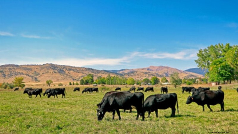 Green Fodder Cultivation: Enhance Livestock Health & Farm Profitability