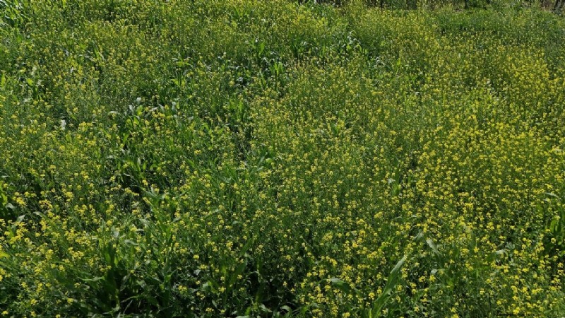 Hybrid Mustard: Boosting Rural Prosperity in India