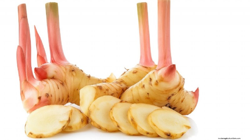 Galangal Farming: A Profitable Crop for Sustainable Agriculture