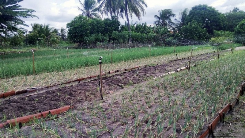 Tree-Based Farming: Sustainable Solutions for Food Security & Climate Action