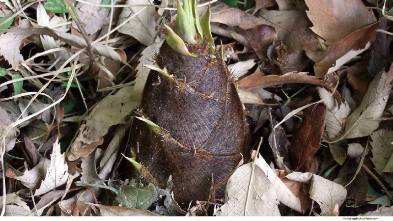 Bastenga & Kesei: Exploring Northeast India s Unique Fermented Bamboo Delights