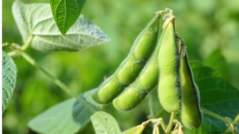 Vegetable Soybean (Edamame) in Eastern India: A Nutritious Crop for Farmers
