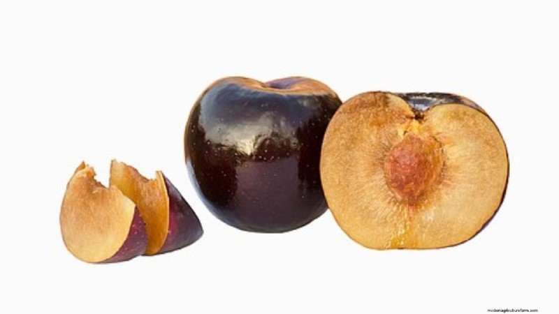 Black Amber Plum: A High-Yield Crop for Indian Farmers