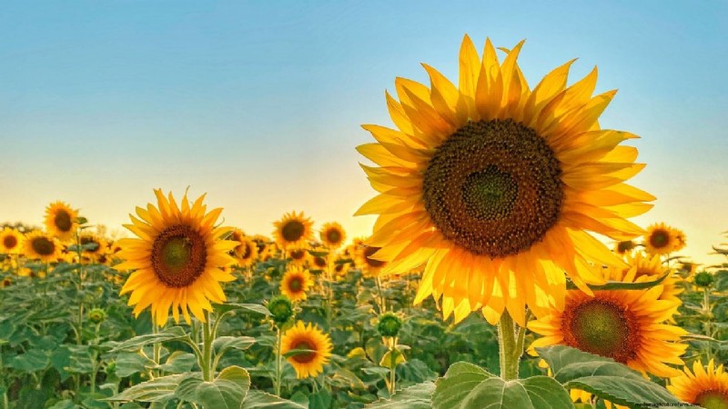 SUNH-3 Hybrid Sunflower: High Yield & Fast Maturity for Indian Farmers
