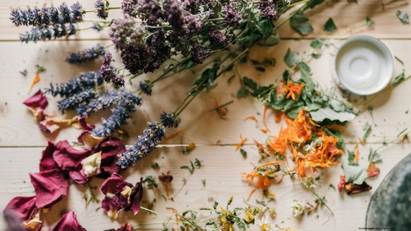 Dried Flower Farming in India: A Profitable Opportunity for Farmers