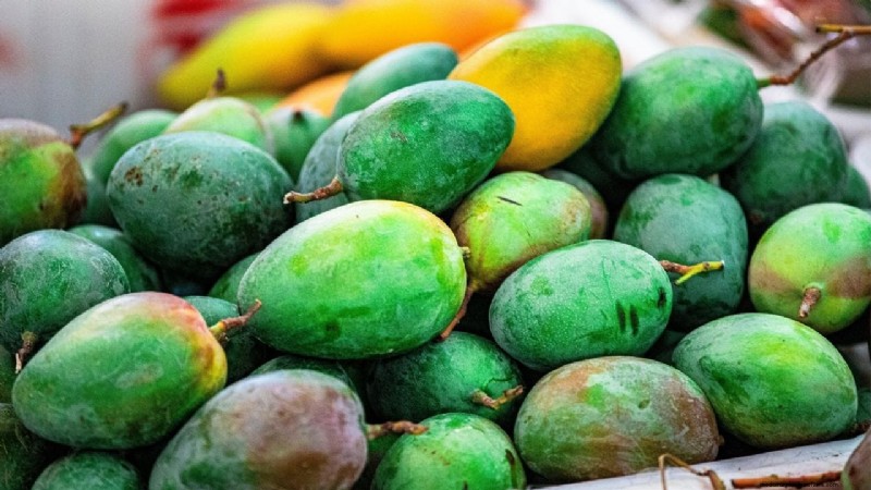 Awadh Abhaya Mango: Climate-Resilient Hybrid for Farmers