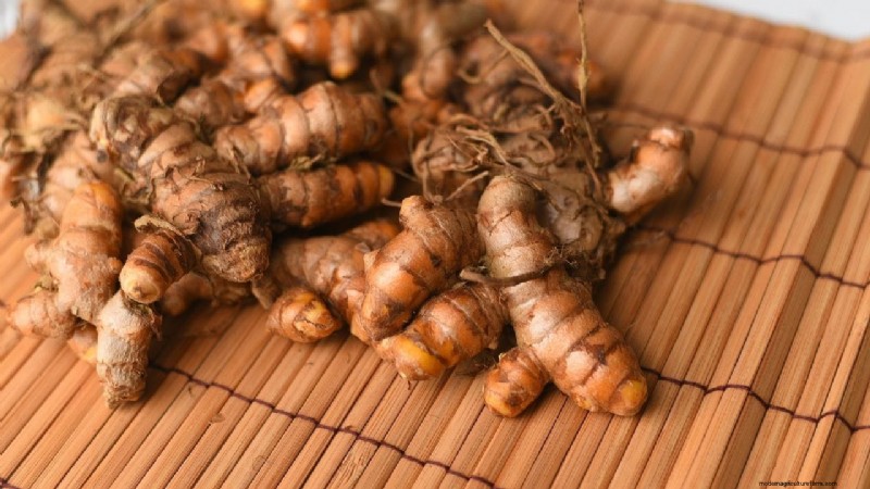 IISR Surya Turmeric: Boost Yields & Sustainable Farming in India