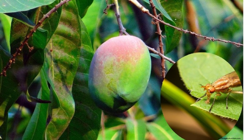 Protect Mango Crops: Natural Fruit Fly Control Methods