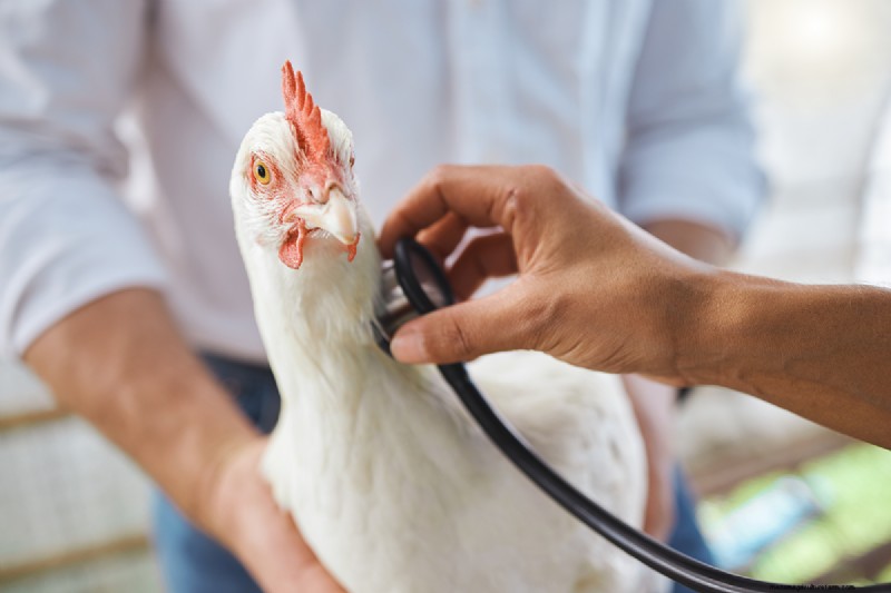 Chicken Respiratory Illness: Symptoms, Causes & Treatment Guide