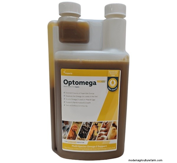 Boost Omega-3 in Eggs: How Diet Impacts Nutritional Value